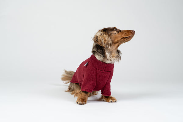 Fröhlicher Zwergdackel im weichen Fleece-Pullover in Bordeaux – ideal für Herbst und Winter.