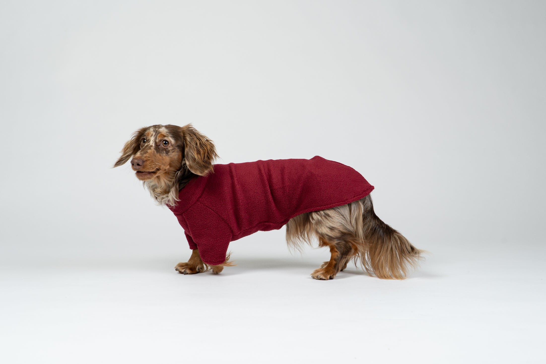 Langhaar-Dackel im Studiofoto mit Bordeaux-Fleece-Pullover – warme und stilvolle Hundebekleidung.