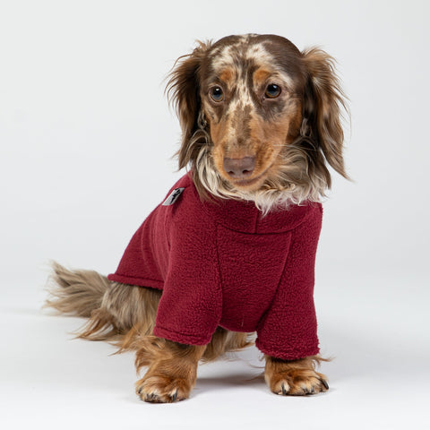 Dackel sitzt im bordeauxfarbenen Fleecepullover – komfortabler Pullover für kleine Hunde.