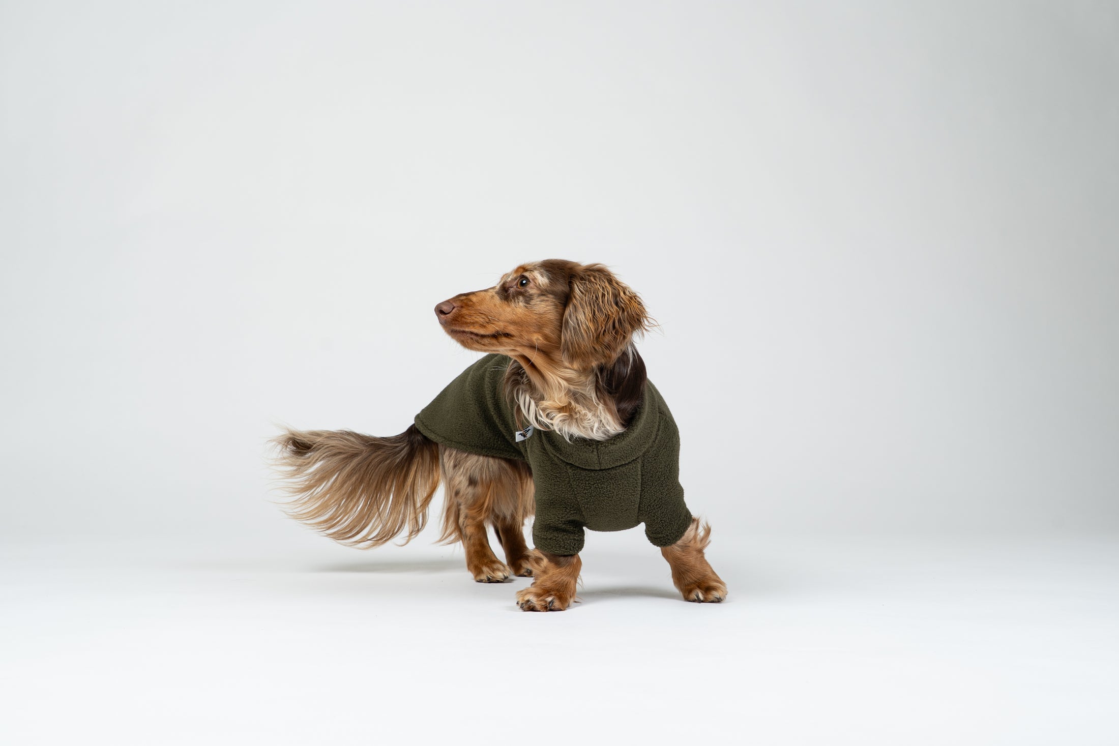 Zwergdackel posiert im Dark-Olive-Fleecepullover – gemütliche Passform für kalte Tage.