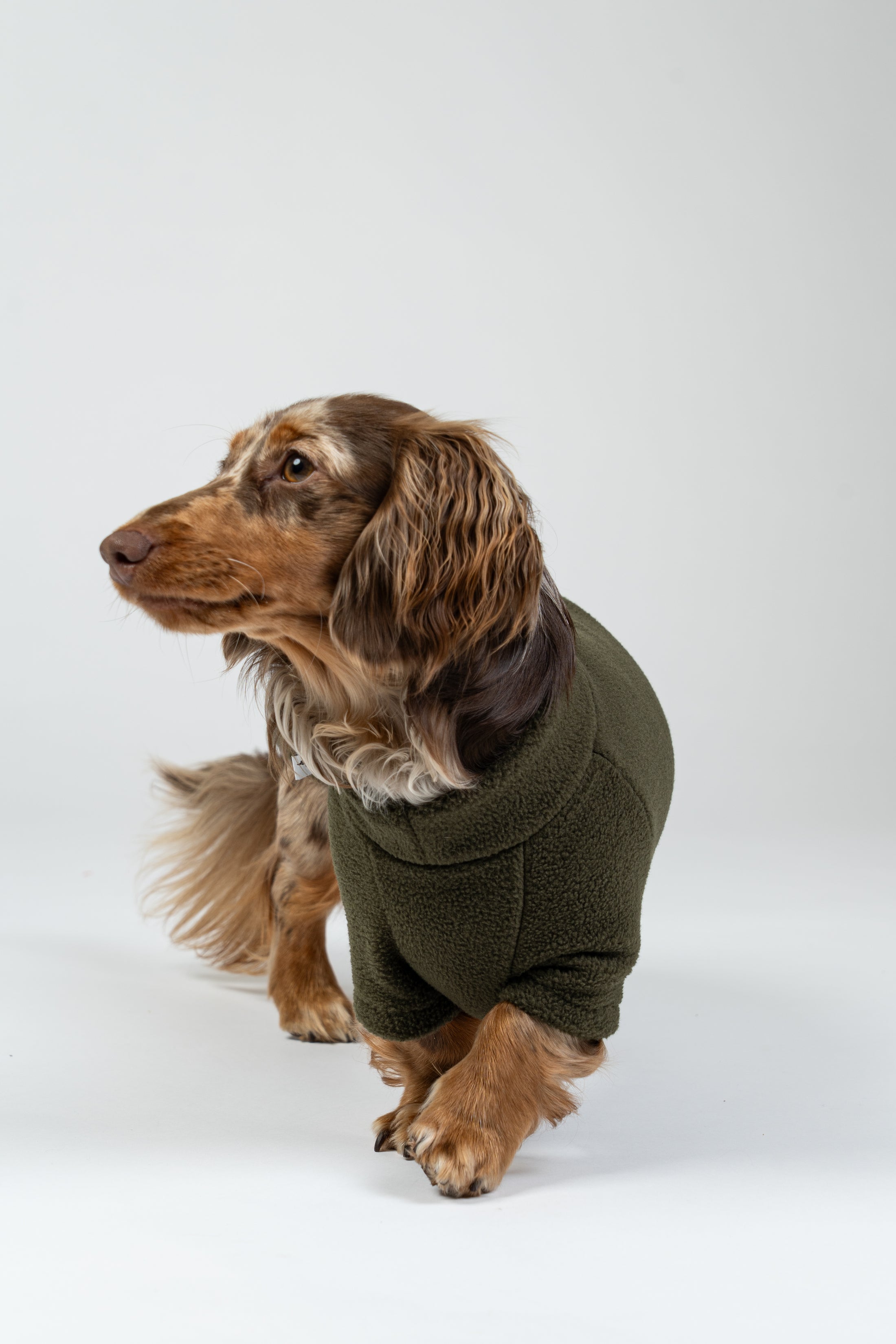 Fröhlicher Zwergdackel im weichen Dark-Olive-Fleecepullover – ideal für Herbst und Winter.