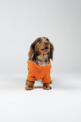 Load image into Gallery viewer, Langhaar-Dackel im leichten Orange-Fleece-Pullover – ideal für kühlere Tage.
