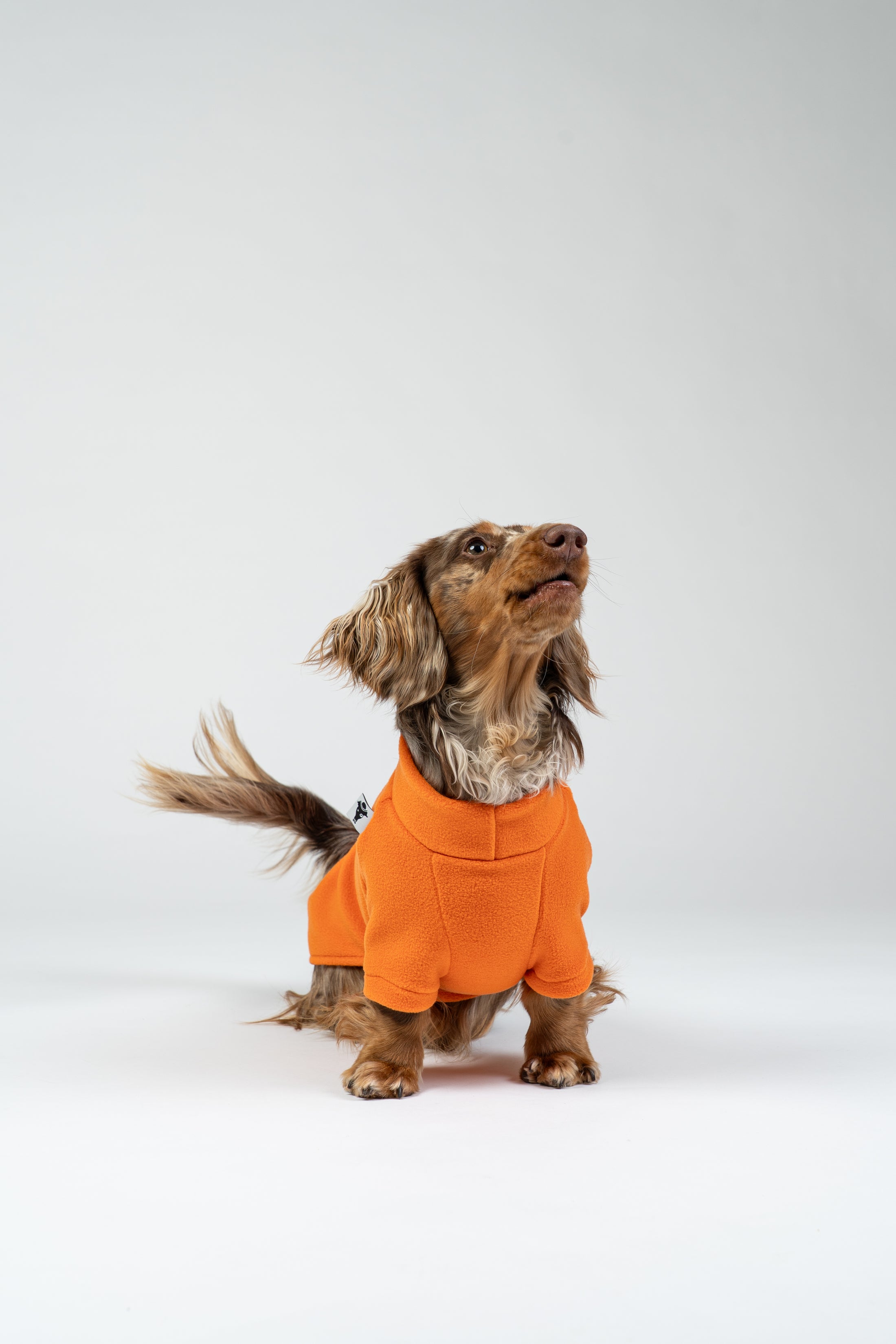 Langhaar-Zwergdackel im Studiofoto mit orangefarbenem Fleece-Pullover – stilvolle Hundemode.