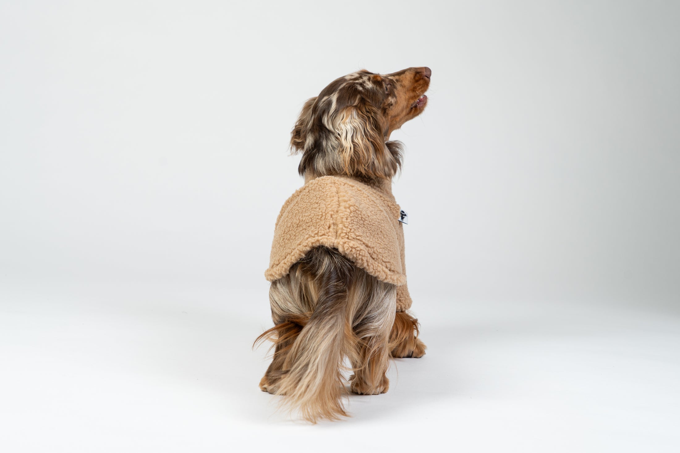 Zwergdackel im warmen Camel-Fleece-Teddy-Pullover – weicher, gemütlicher Hundepullover.