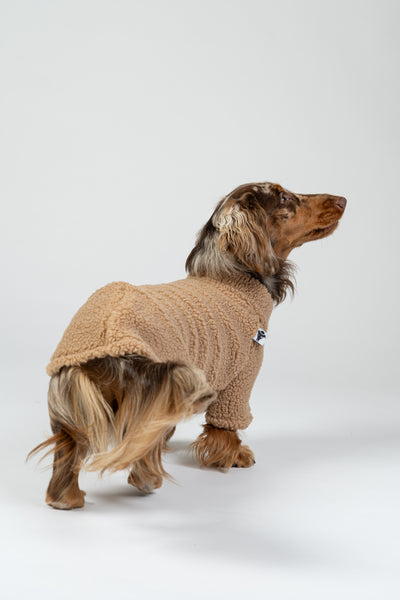 Dackelmodel im camel-farbenen Fleece-Teddy-Pullover – ideal für Wärme bei Herbst und Winter.