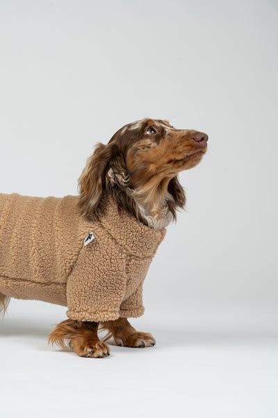 Dackel präsentiert kuscheligen Camel-Teddy-Fleece-Pullover – perfekt für kleine Hunderassen.
