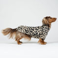 Load image into Gallery viewer, Dackel trägt weichen Leo-Pullover in Leopardenmuster – warme Hundemode für kleine Hunde.
