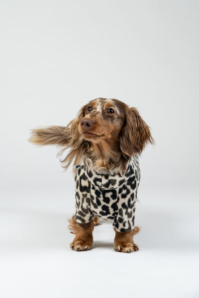 Bequemer Dackel-Pullover im Leo-Design – ideal für kalte Tage und Spaziergänge.