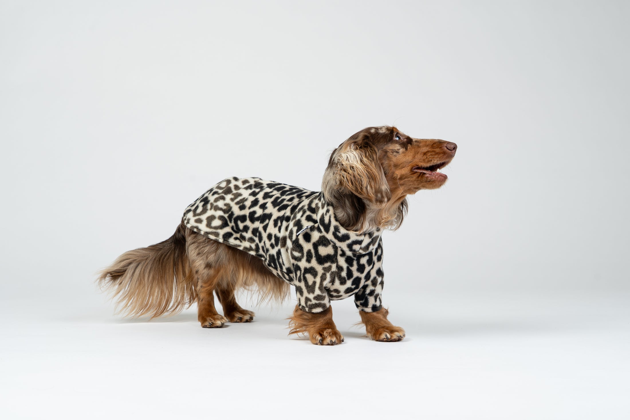 Weicher Leo-Pullover für kleine Hunde – Dackel-Passform für Wärme und Komfort.