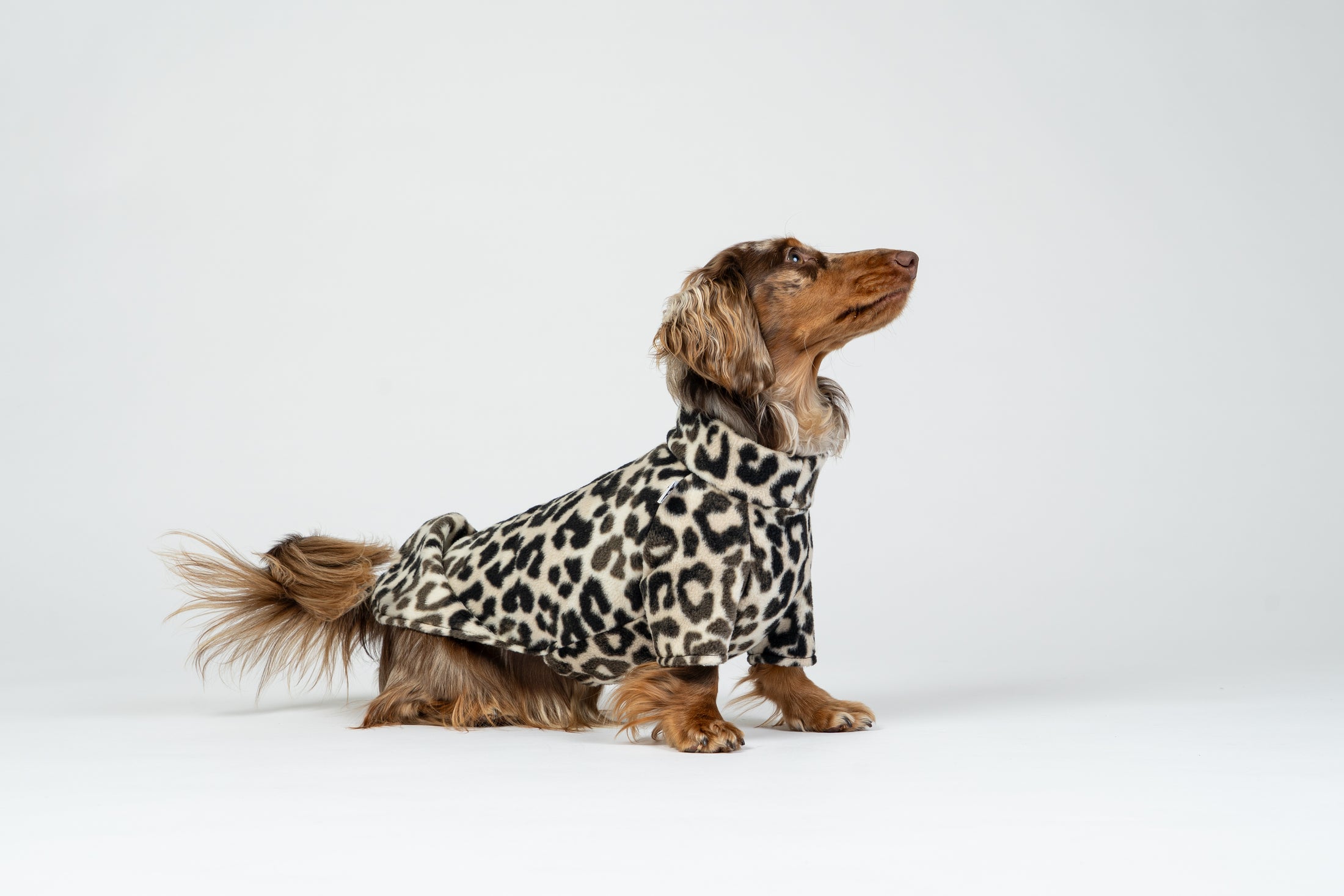 Leopardenmuster-Pullover für Dackel – stilvolle und funktionale Hundemode.