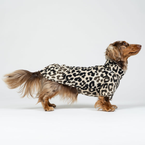 Dackel trägt weichen Leo-Pullover in Leopardenmuster – warme Hundemode für kleine Hunde.