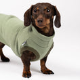 Load image into Gallery viewer, Dackel frontal im Sweat Shirt in Matcha – körpernaher Schnitt für den langen Rücken
