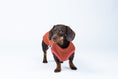 Load image into Gallery viewer, Dackelmode in Terracotta – Sweat Shirt schützt Rücken und Brust mit gemütlichem Baumwollfleece
