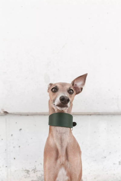 Dark Green Collar Greyhound collar