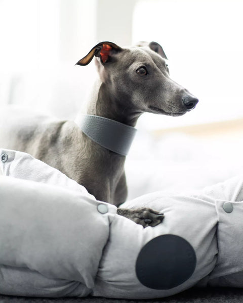 Dark Gray Collar greyhound collar