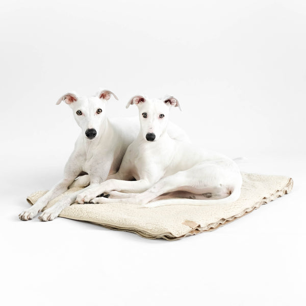 Hundedecke Whippet