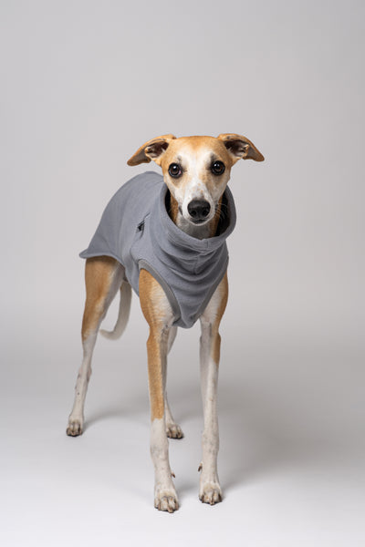 Minimalistischer Look: Whippet Rüde im hellgrauen Shirt – funktionale Kleidung für schlanke Hunderassen