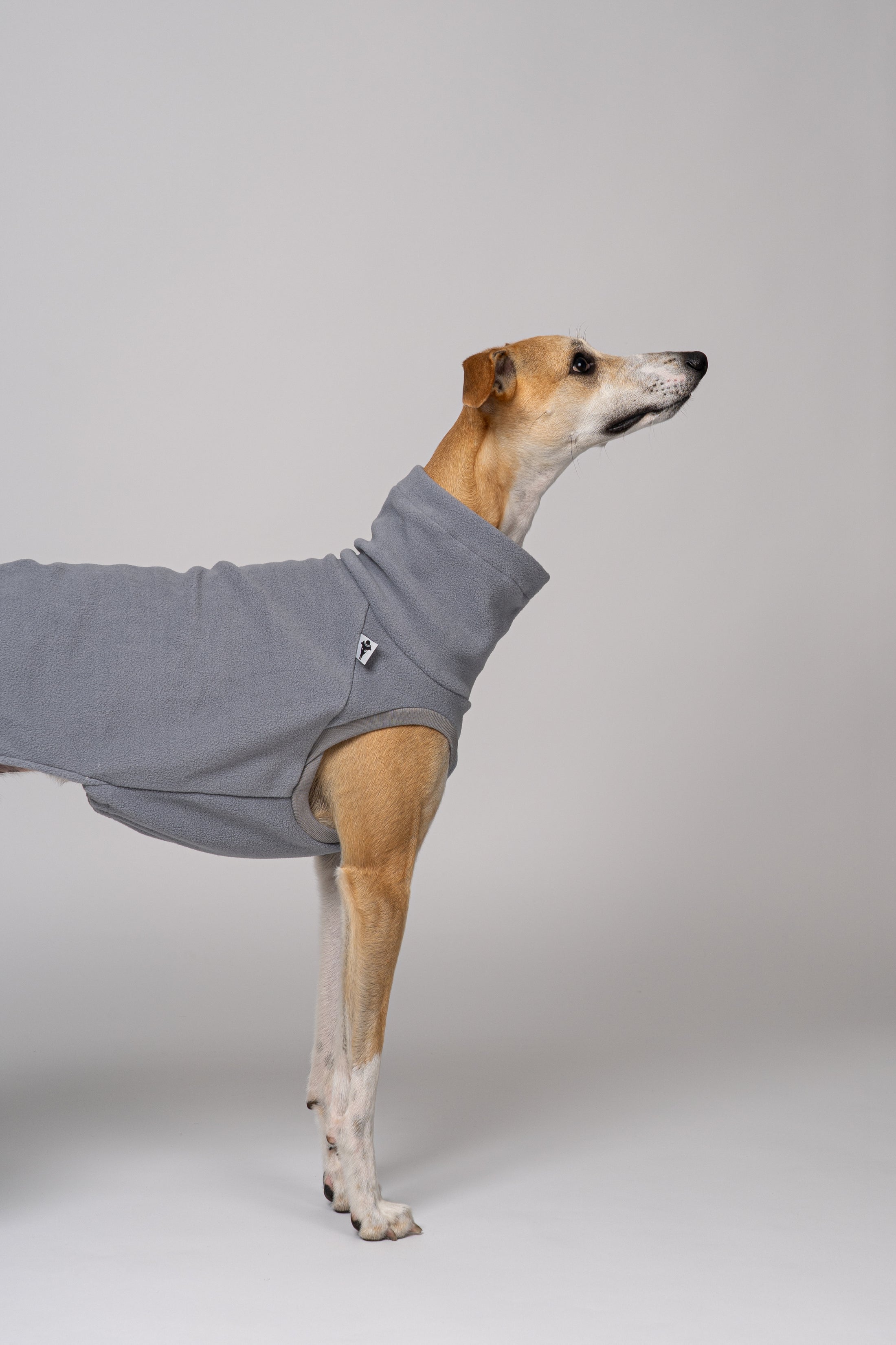 Junger Whippet Rüde im Long Shirt aus Fleece in Light Grey vor weißem Hintergrund – schlicht und stilvoll