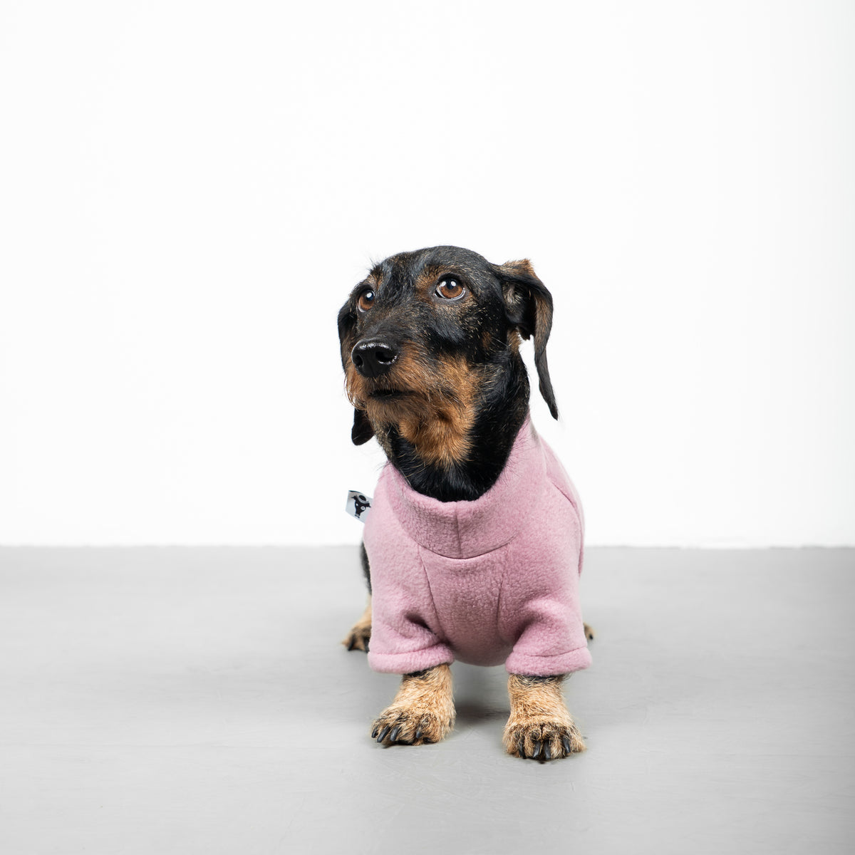 Polar fleece sweater for dachshund Mulberry 