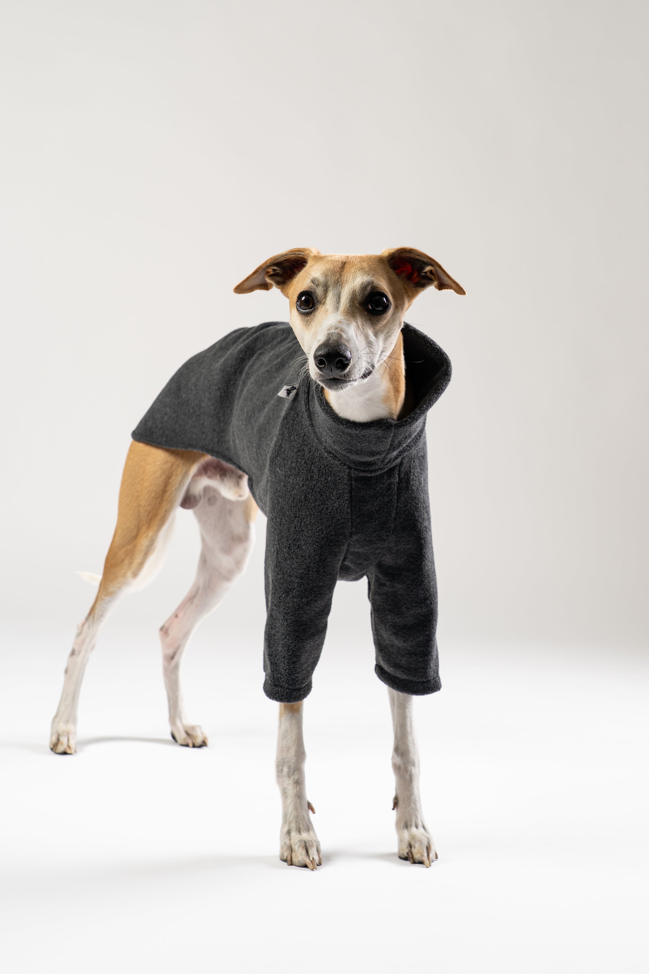 Modebewusster Whippet im anthrazitfarbenen Fleece-Pullover von Karma Hund – bequemer Look mit weichem Tragegefühl.