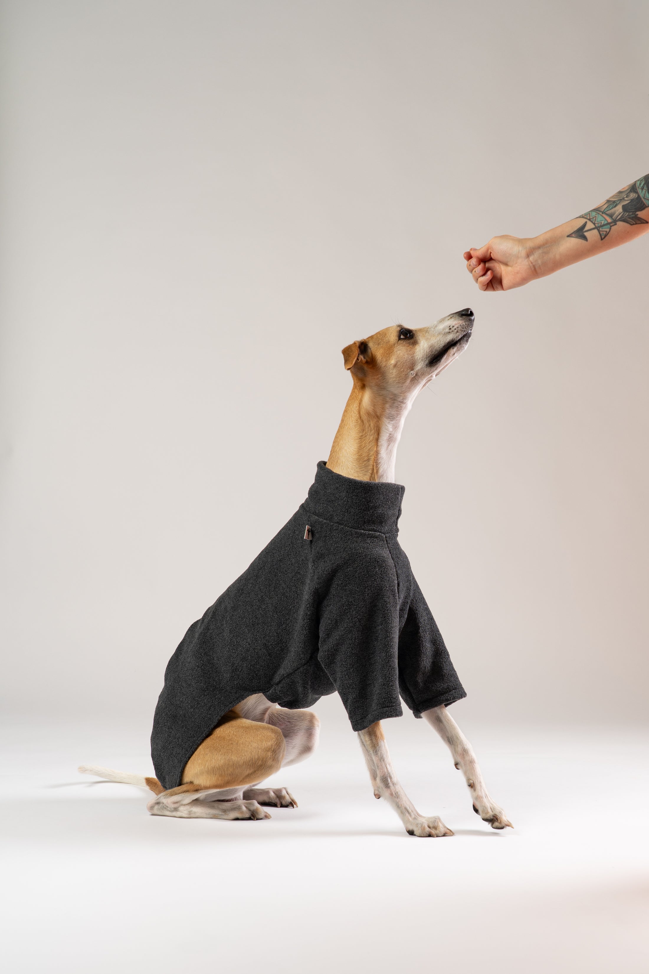 Whippet posiert im anthrazitfarbenen Karma Hund Fleece-Pullover – modernes Hunde-Outfit mit sportlicher Note.