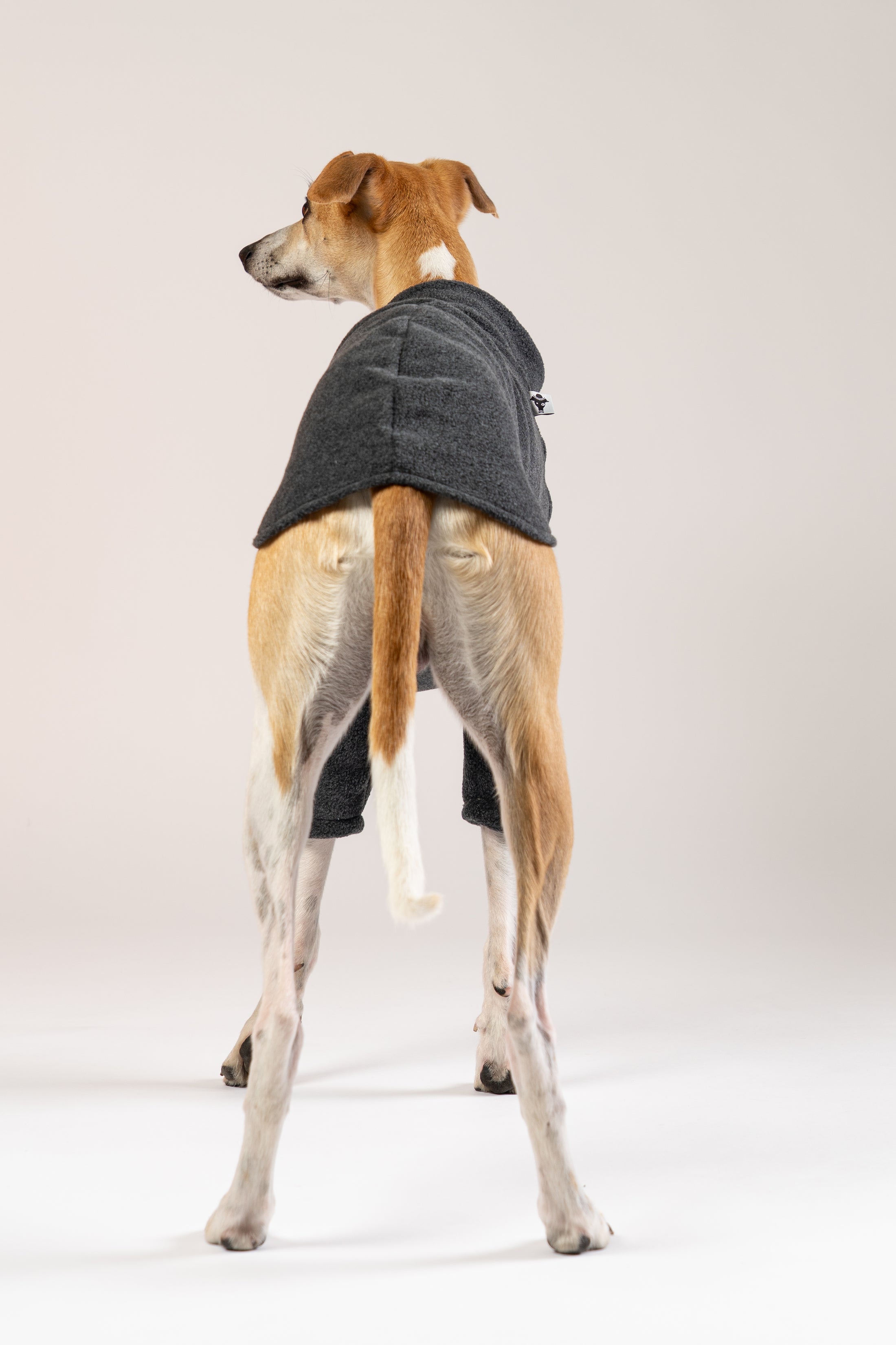 Whippet trägt Karma Hund Pullover aus Fleece in Anthrazit – gemütliche Hundemode für Herbst und Winter.