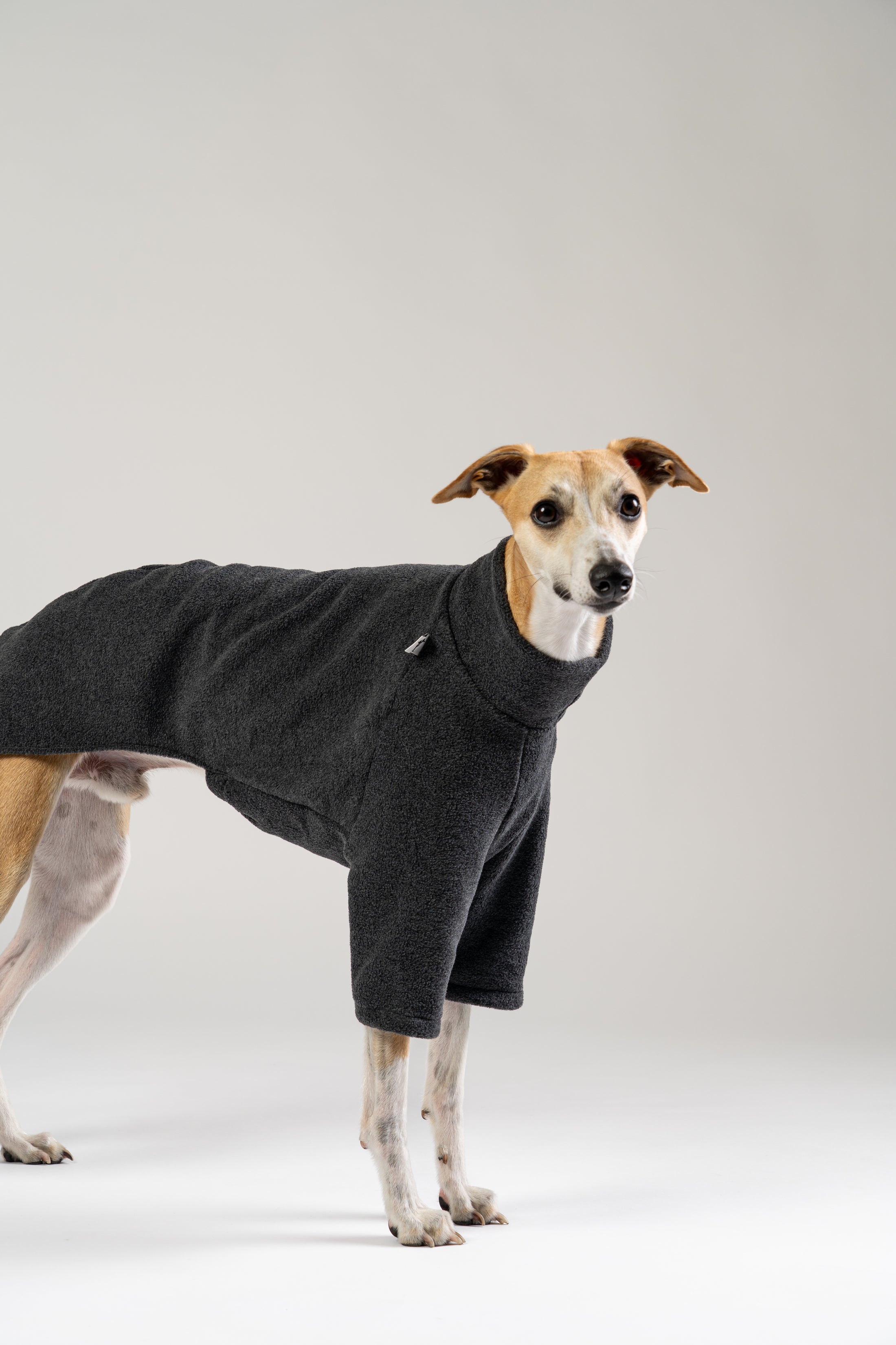 Hundemodel Whippet trägt anthrazitfarbenen Karma Hund Fleece-Pullover – klassischer Look mit sportlicher Eleganz.