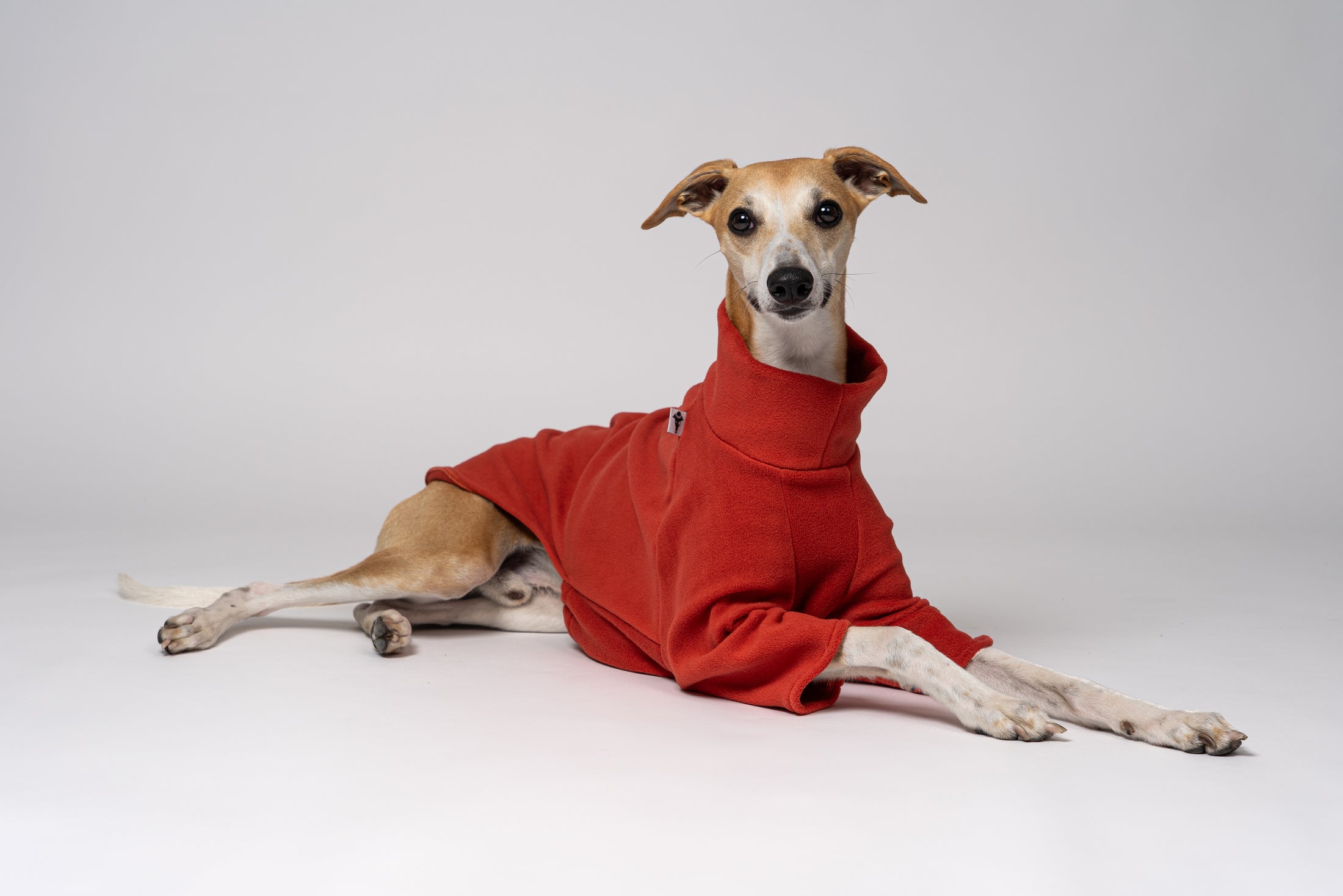 Junger Windhund trägt Fleece-Pullover in Terracotta – funktionale und stilvolle Kleidung für Windhunde