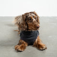 Load image into Gallery viewer, Fleece Shirt Dackel Anthrazit – Close-up am Hund – hochwertige Hundekleidung von Karma Hund
