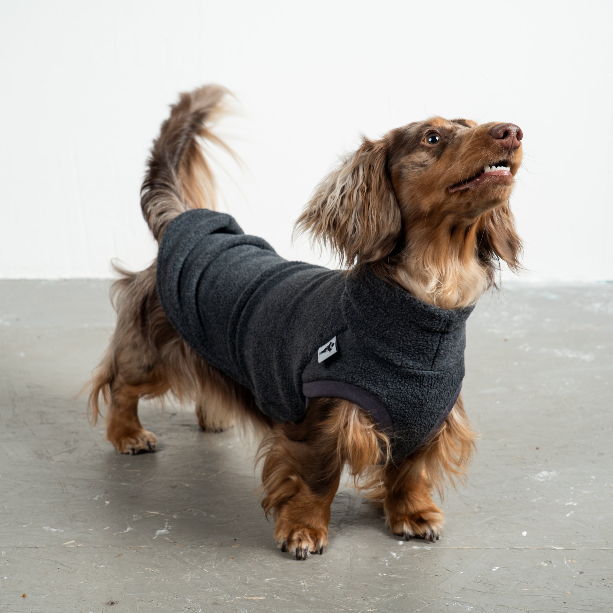 Fleece Shirt Dackel Anthrazit – hochwertige Hundekleidung für Dackel, Windspiele und Windhunde von Karma Hund Berlin – Ganzkörperansicht am Hund
