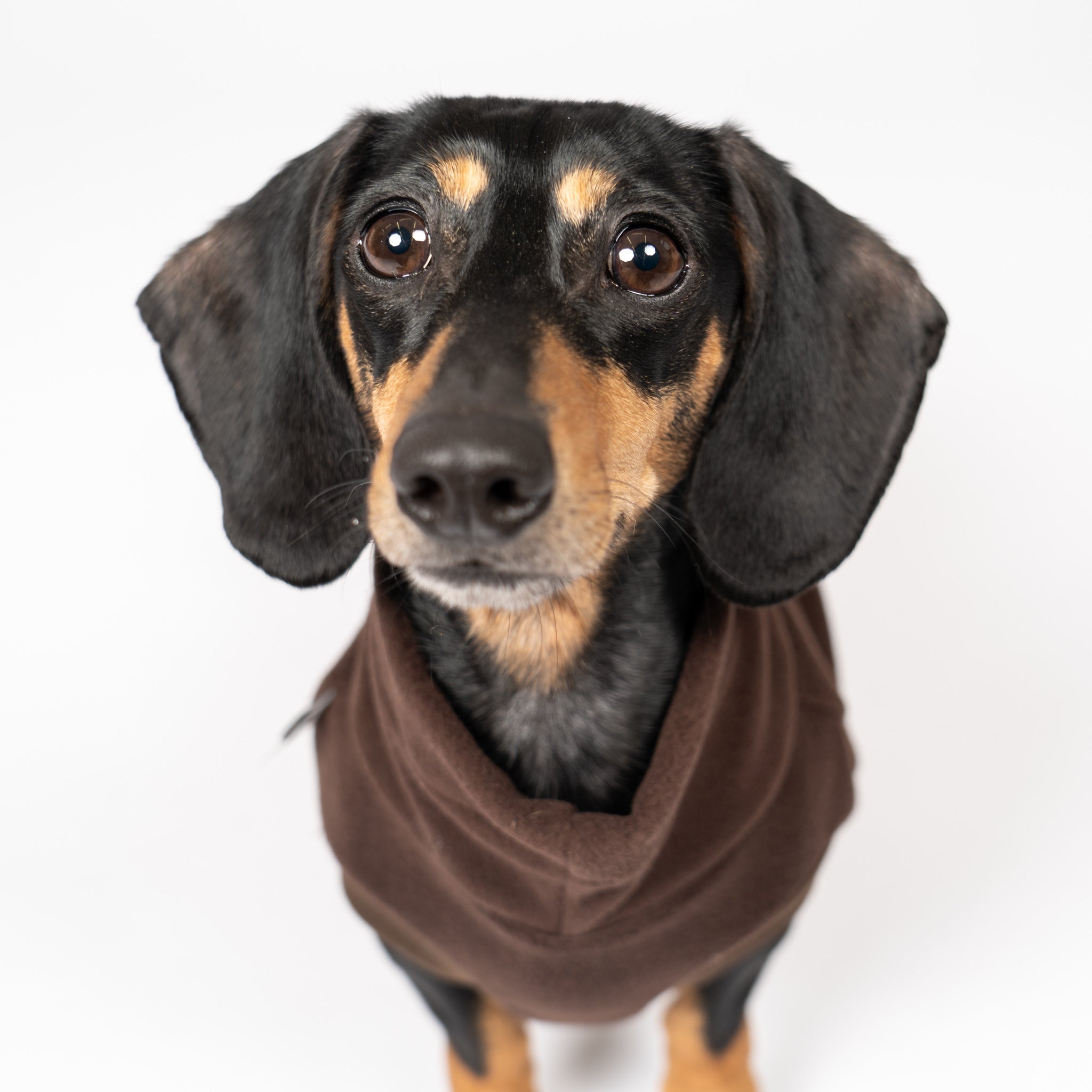 Fleece Shirt Dackel Espresso – Close-up am Hund – hochwertige Hundekleidung von Karma Hund