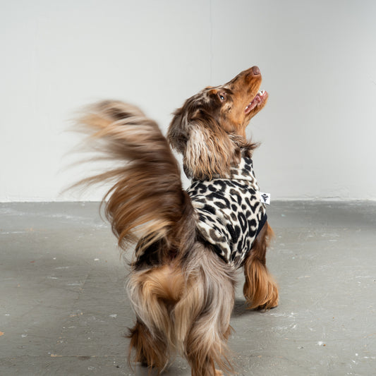 Fleece Shirt Dackel Leo – Hundekleidung für Dackel, Windspiele und Whippets – Rückenansicht