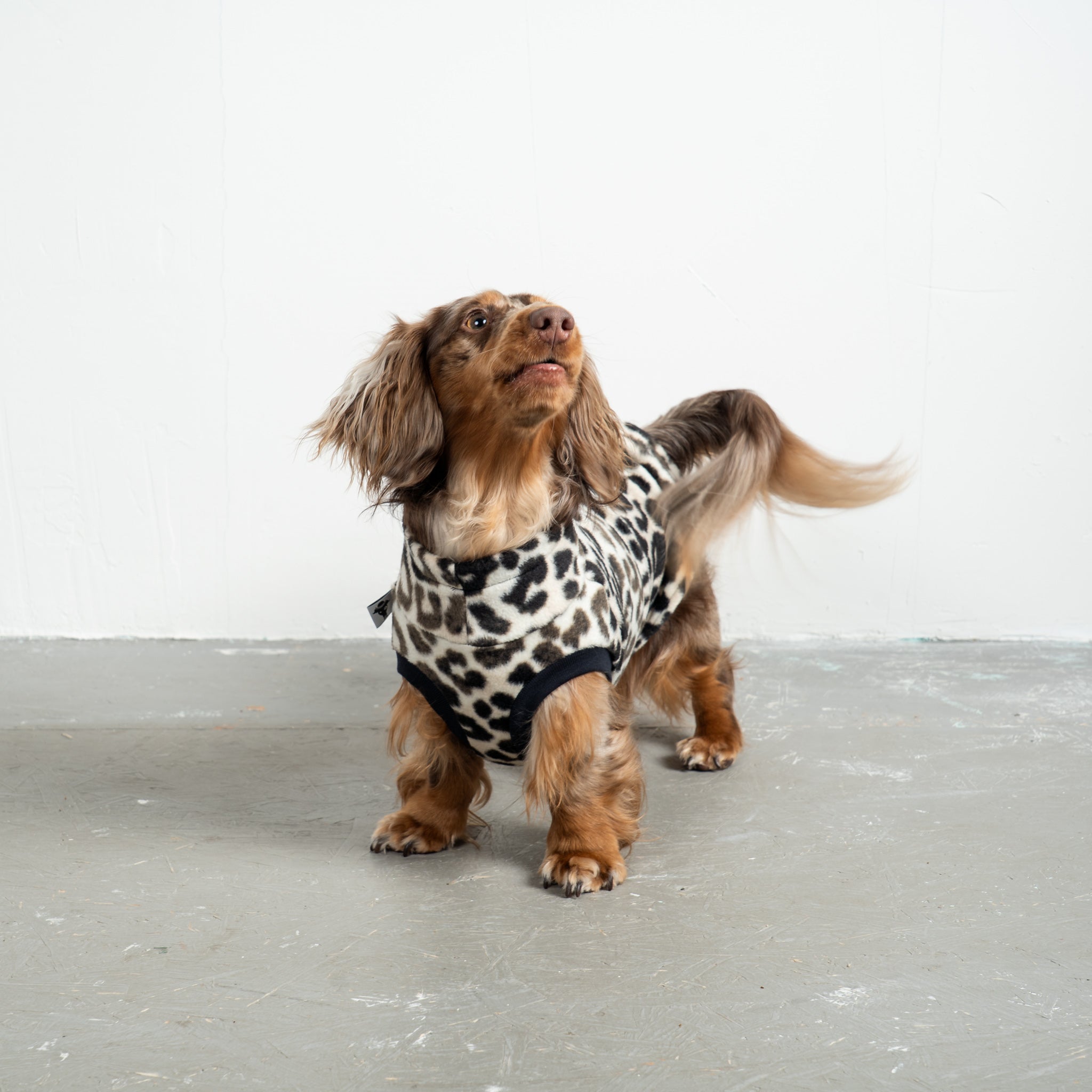 Fleece Shirt Dackel Leo – ergonomischer Schnitt für Dackel und Windhunde – handgefertigte Hundekleidung