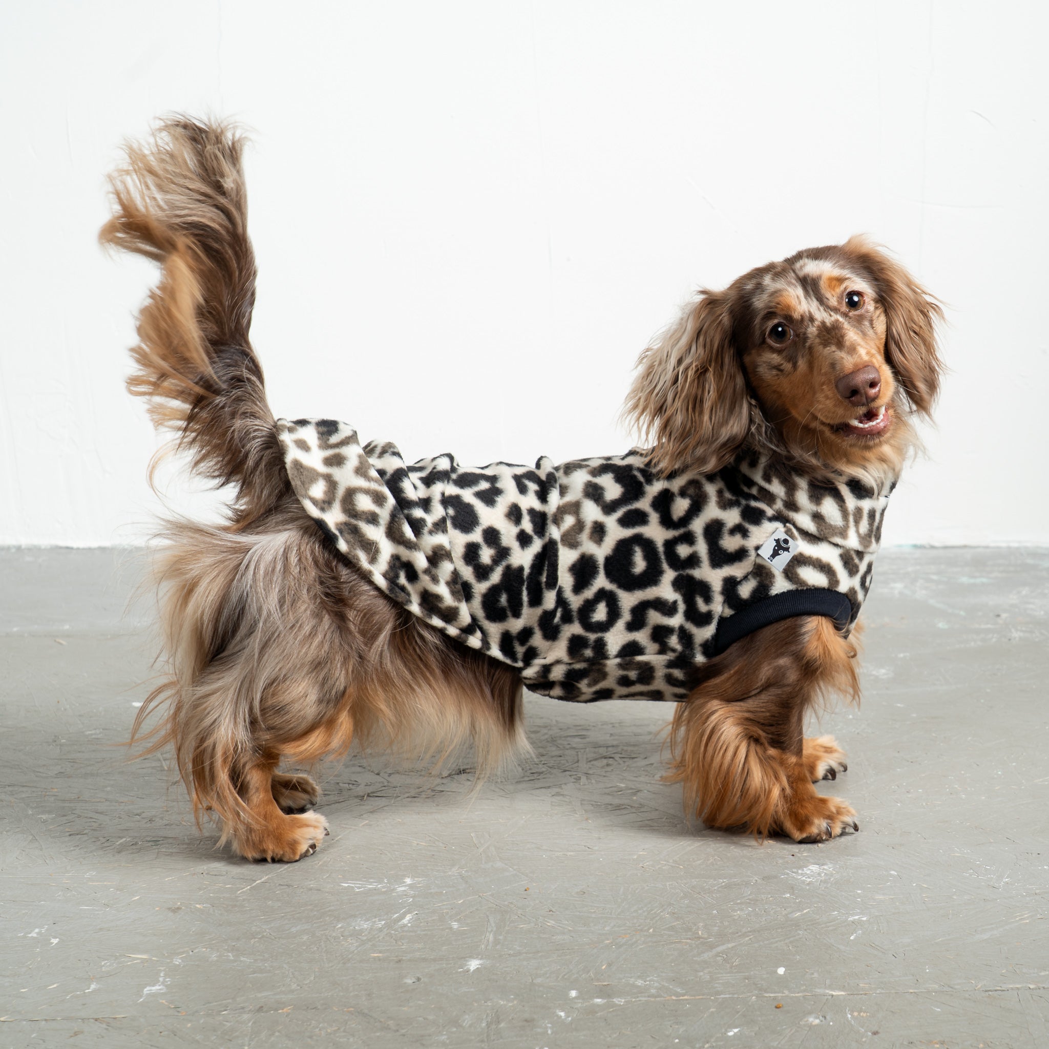 Fleece Shirt Dackel Leo – hochwertige Hundekleidung für Dackel, Windspiele und Windhunde von Karma Hund Berlin – Ganzkörperansicht am Hund