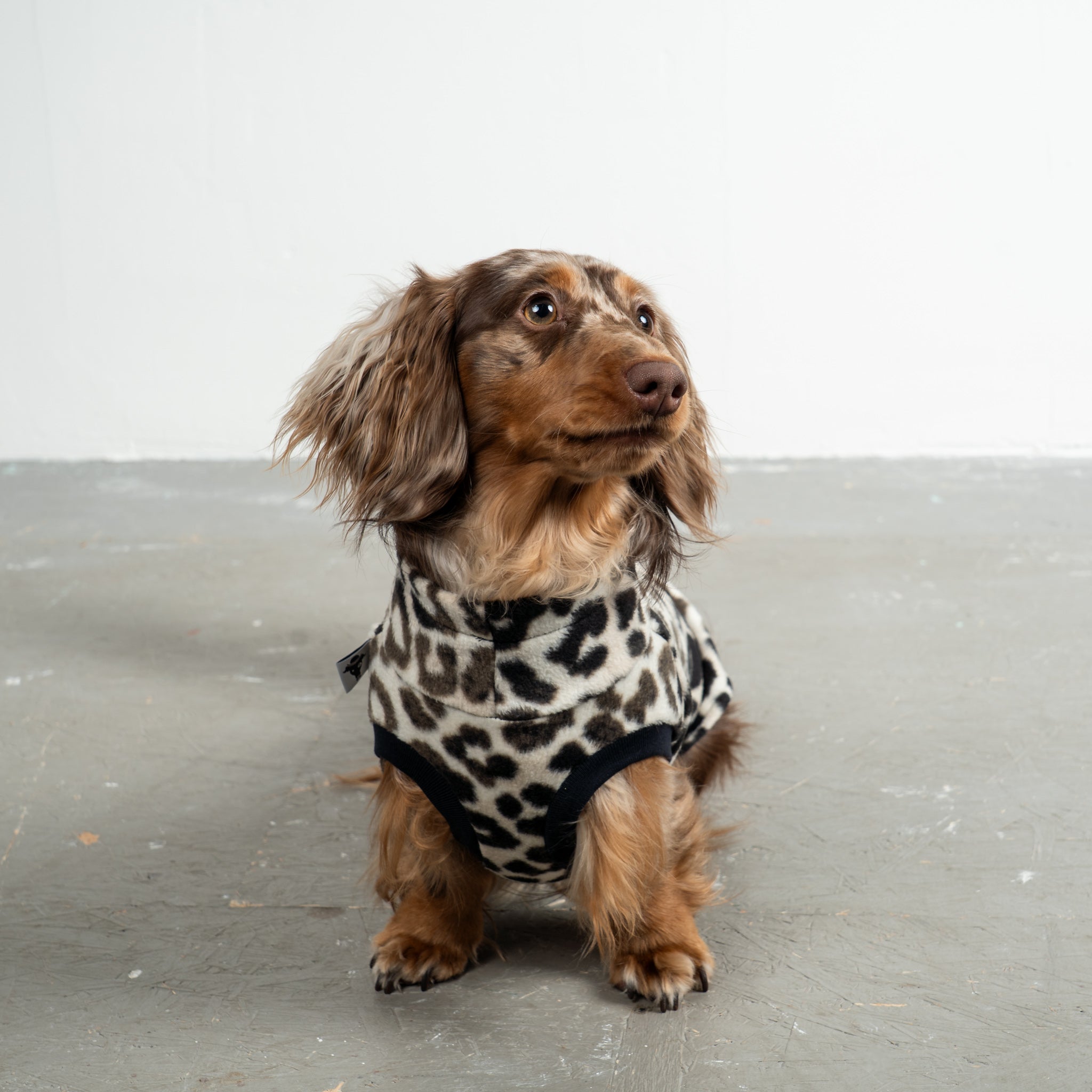 Fleece Shirt Dackel Leo – ergonomischer Schnitt für Dackel und Windhunde – handgefertigte Hundekleidung