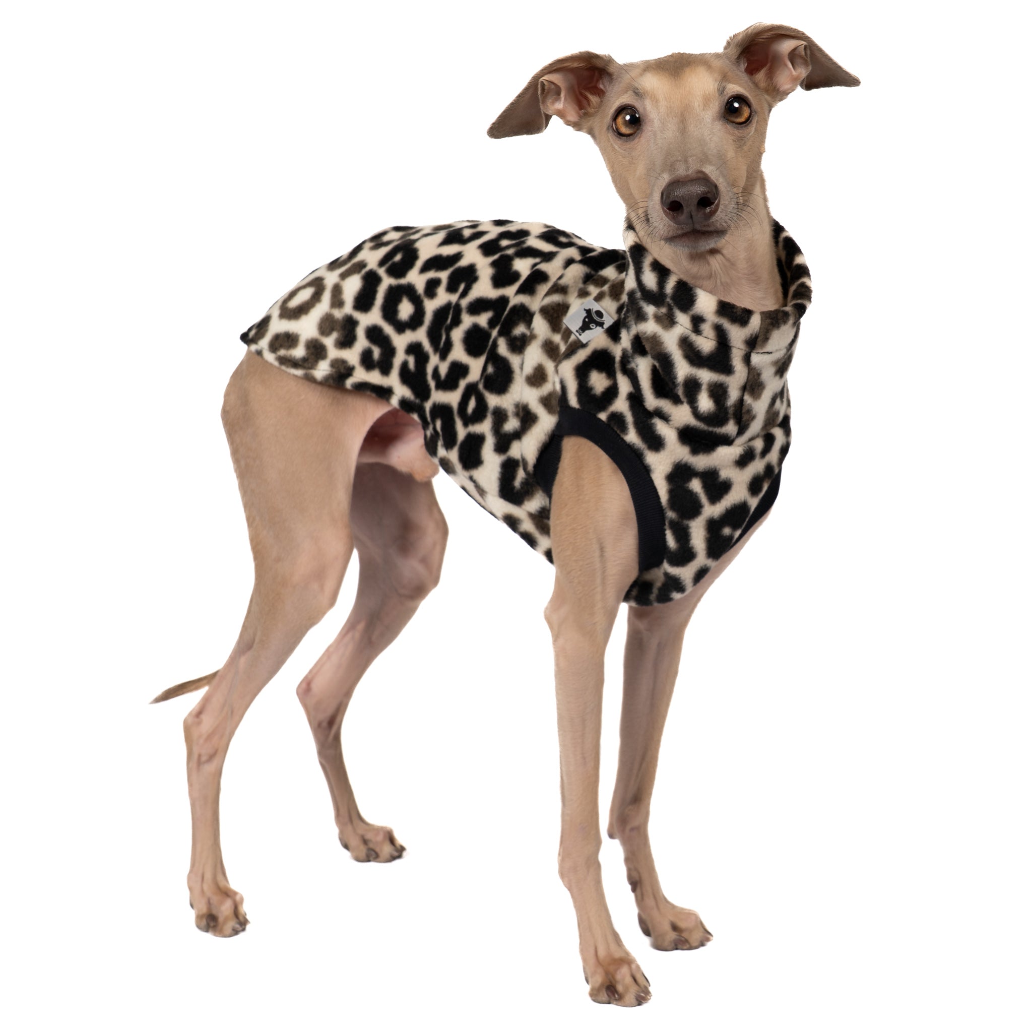 Fleece Shirt Iggy Leo – hochwertige Hundekleidung für Dackel, Windspiele und Windhunde von Karma Hund Berlin – Ganzkörperansicht am Hund