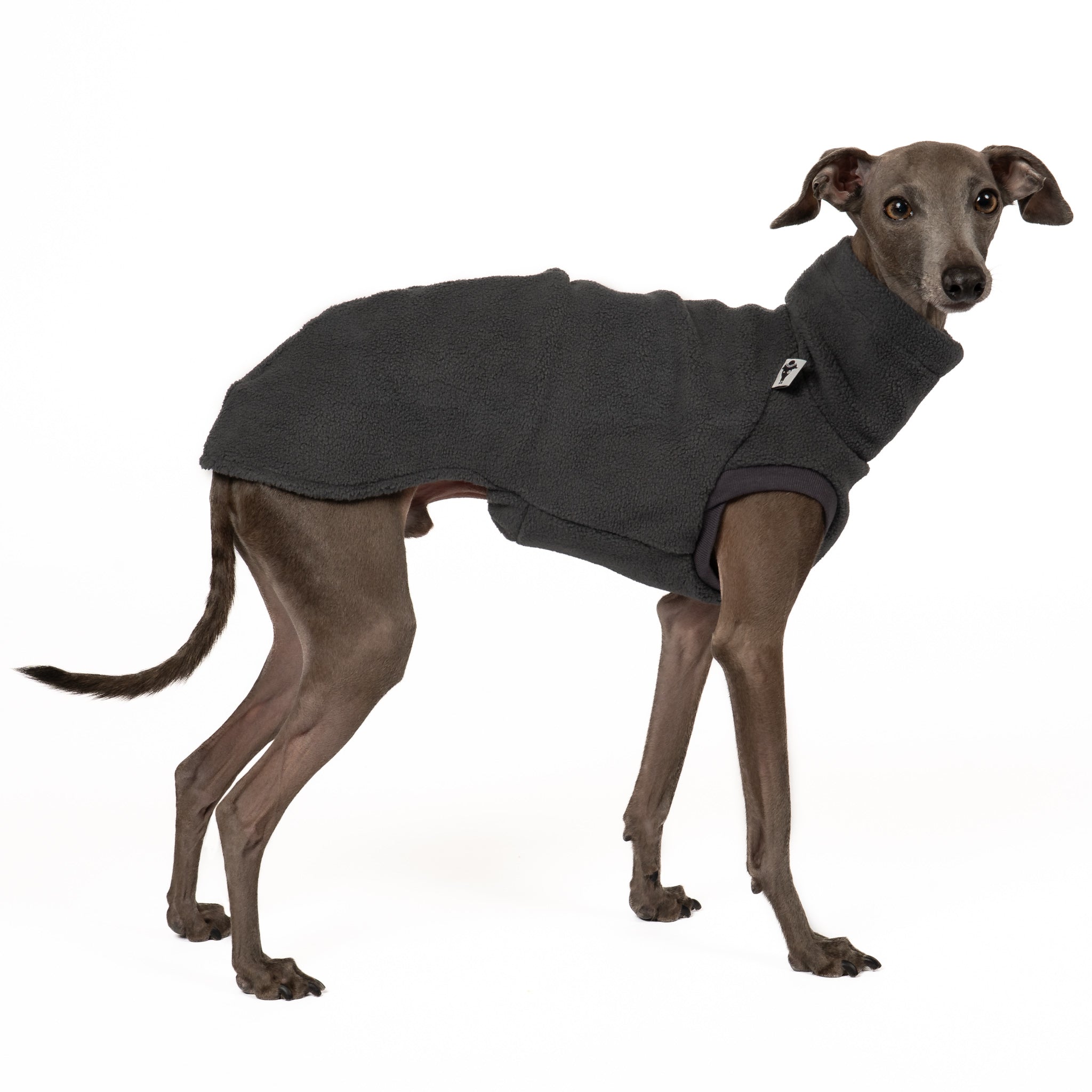 Fleece Shirt Iggy Graphite – hochwertige Hundekleidung für Dackel, Windspiele und Windhunde von Karma Hund Berlin – Ganzkörperansicht am Hund