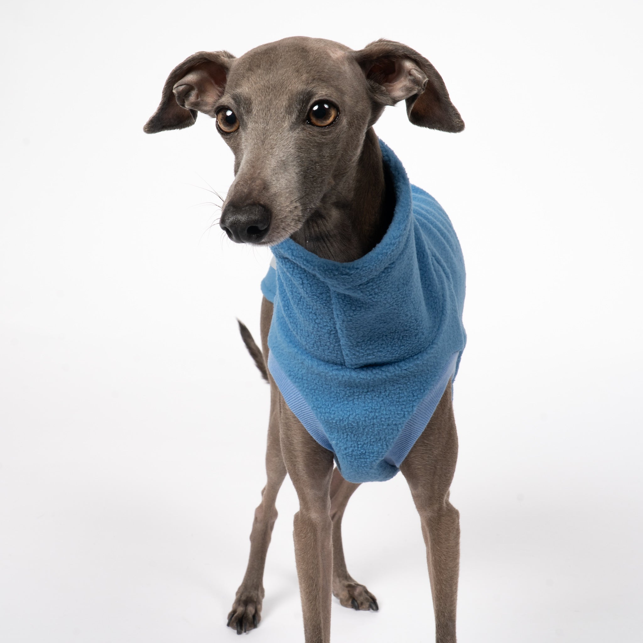 Fleece Shirt Iggy Sky Blue – Close-up am Hund – hochwertige Hundekleidung von Karma Hund