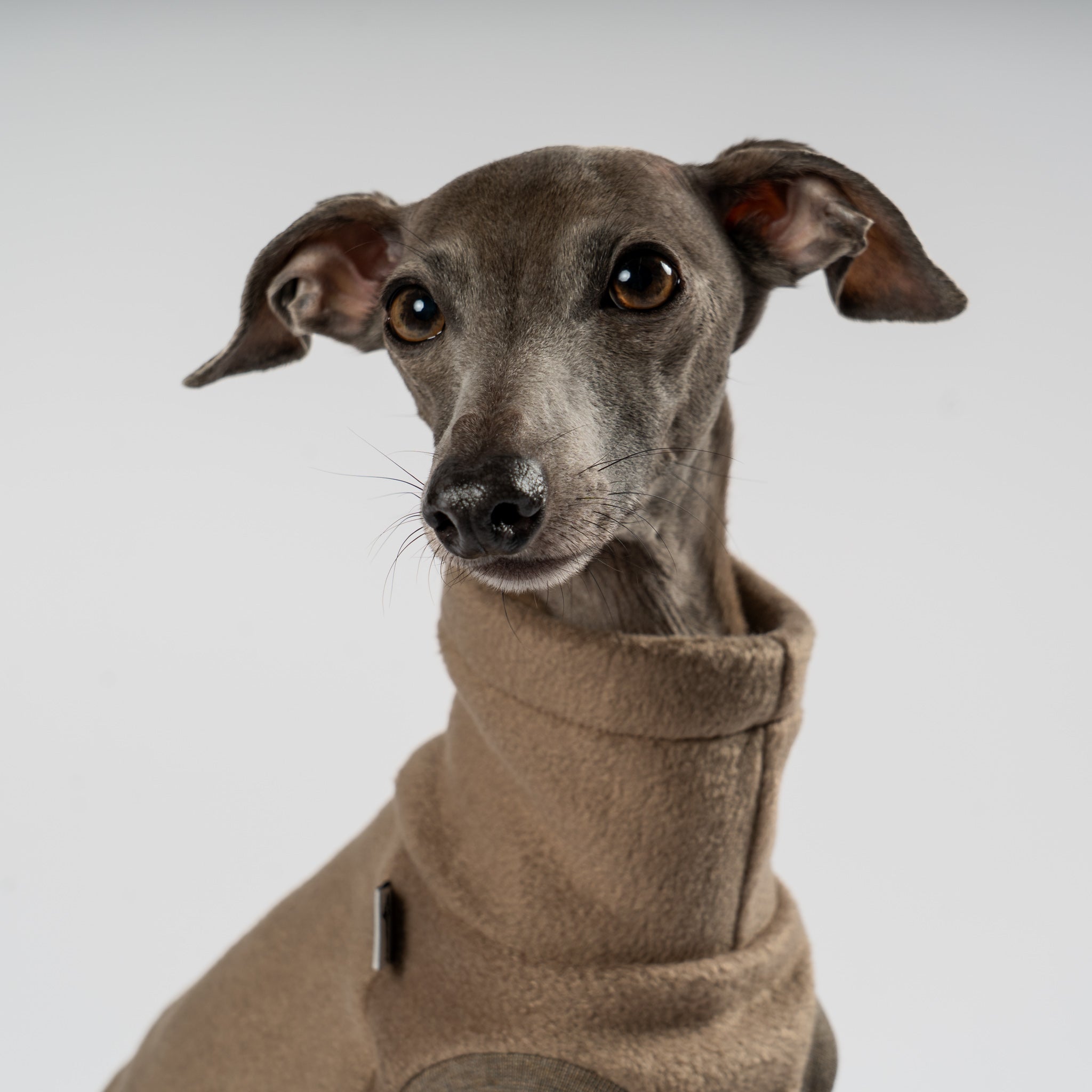 Fleece Shirt Iggy Walnut – Close-up am Hund – hochwertige Hundekleidung von Karma Hund
