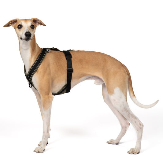 SOFTSHELL HUNDEGESCHIRR Windhund Dark Olive