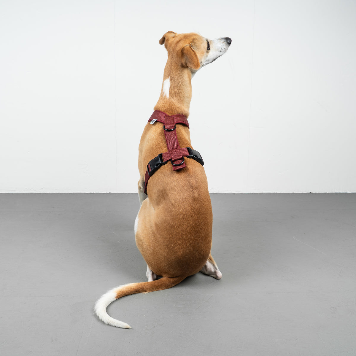 SOFTSHELL HUNDEGESCHIRR Windhund Weinrot