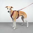 Load image into Gallery viewer, SOFTSHELL HUNDEGESCHIRR Windhund Weinrot
