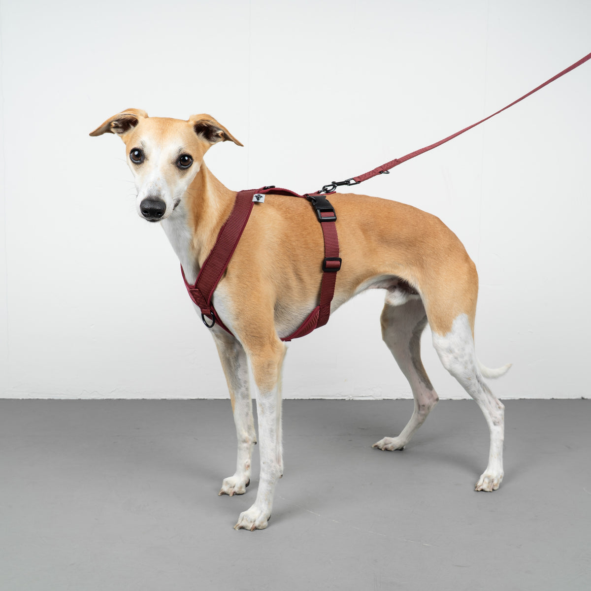 SOFTSHELL HUNDEGESCHIRR Windhund Weinrot
