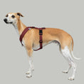 Load image into Gallery viewer, SOFTSHELL HUNDEGESCHIRR Windhund Weinrot
