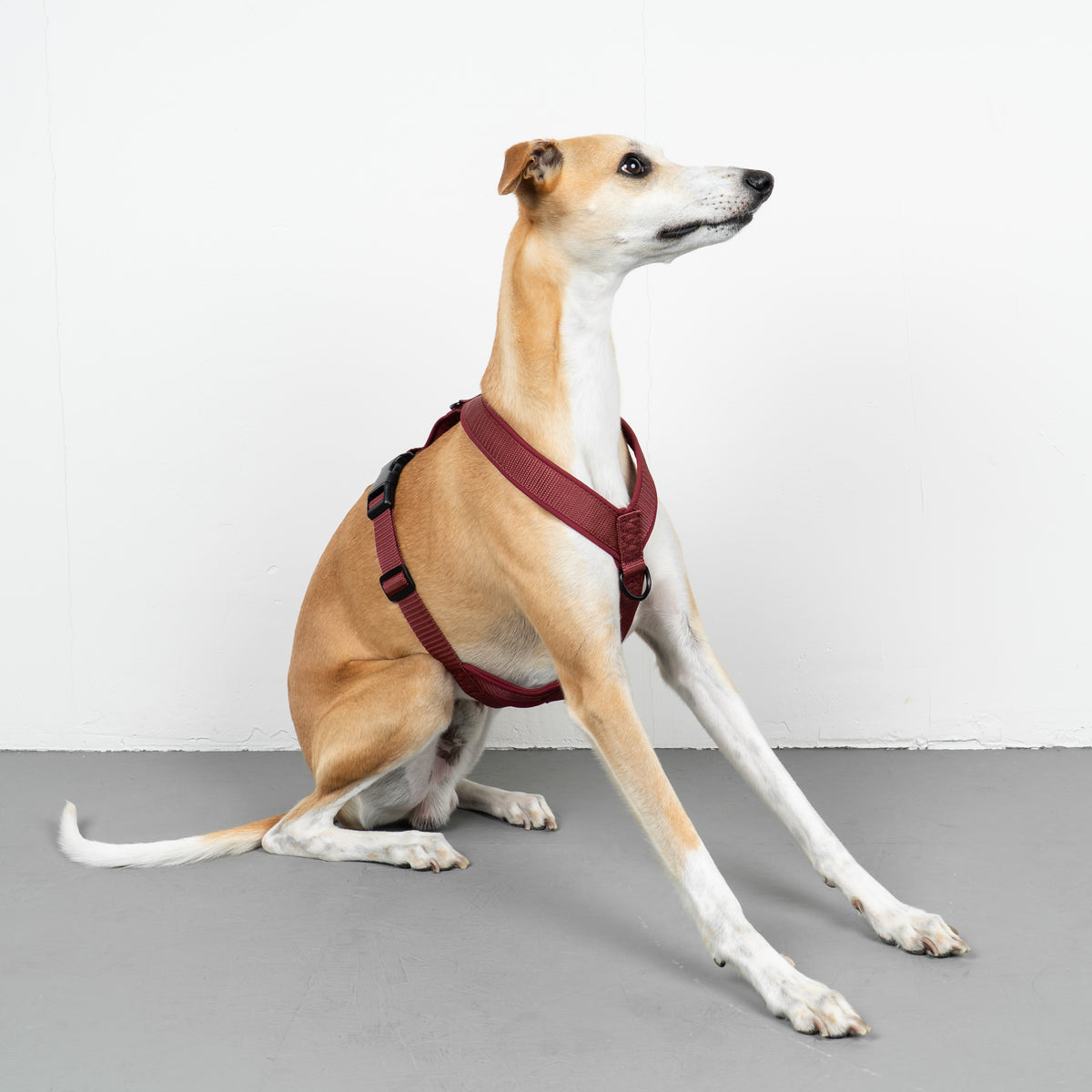 SOFTSHELL HUNDEGESCHIRR Windhund Weinrot