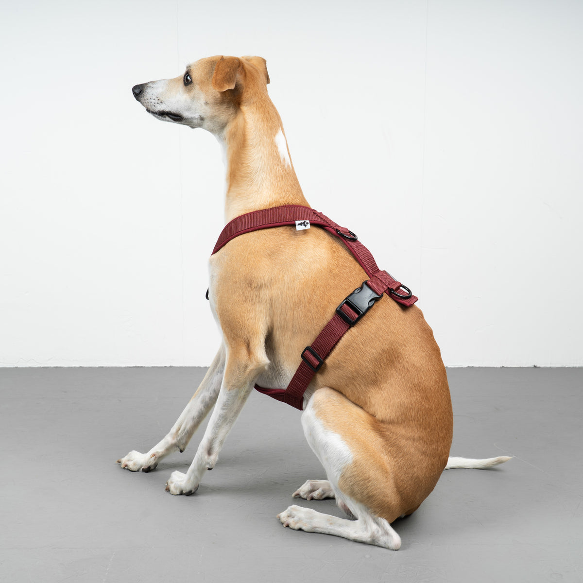 SOFTSHELL HUNDEGESCHIRR Windhund Weinrot