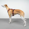 Load image into Gallery viewer, SOFTSHELL HUNDEGESCHIRR Windhund Weinrot
