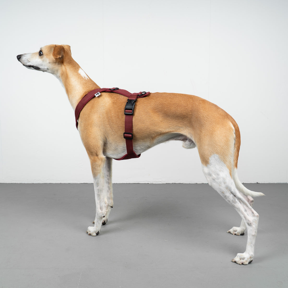 SOFTSHELL HUNDEGESCHIRR Windhund Weinrot