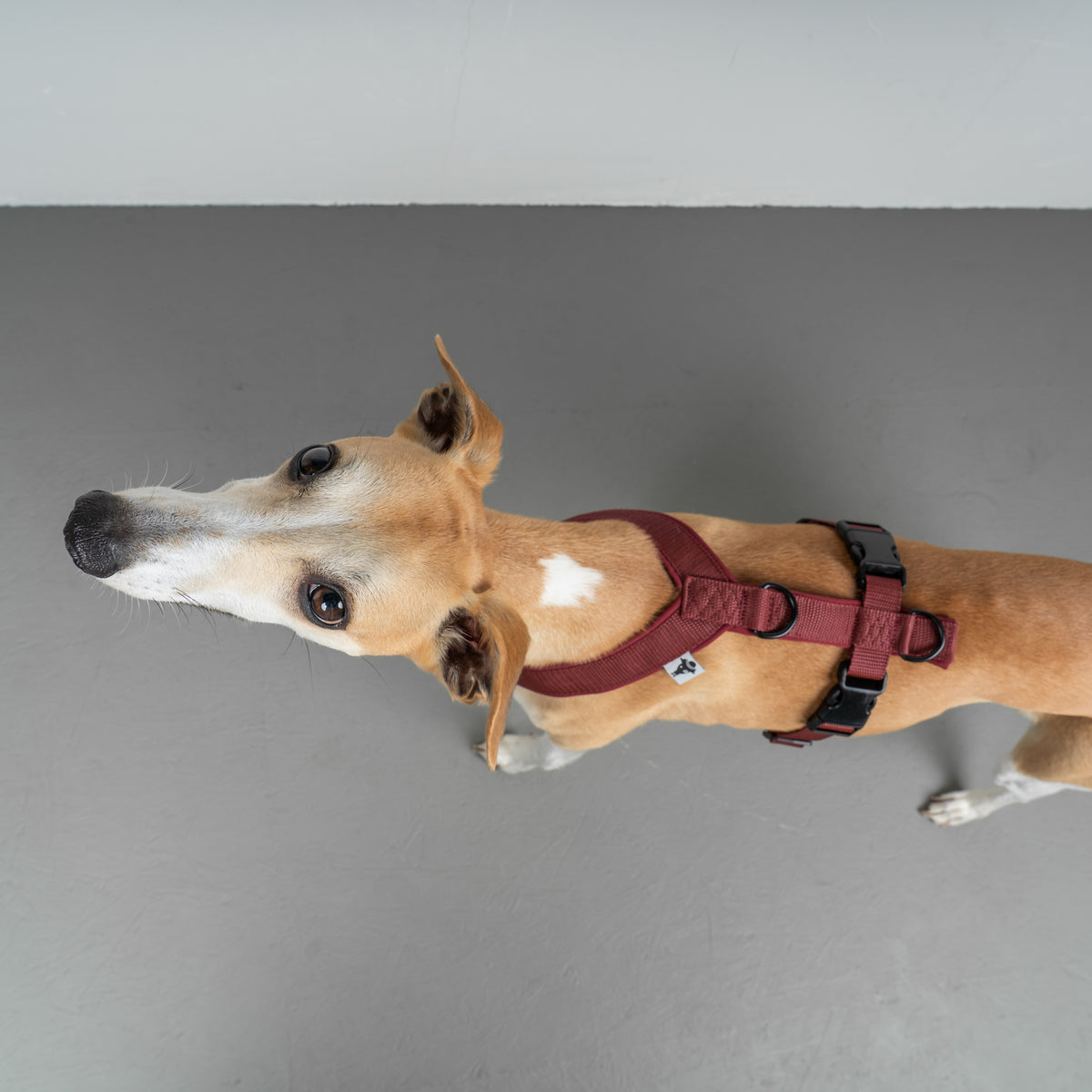 SOFTSHELL HUNDEGESCHIRR Windhund Weinrot