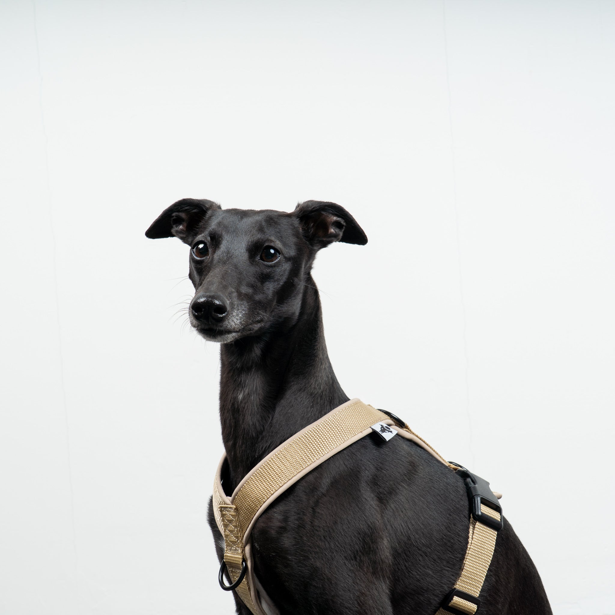 SOFTSHELL DOGHARNESS Sighthound Sand